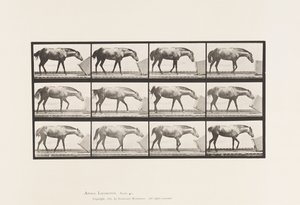 Planche 657. Rouler une boîte; Poney, Lotta - Eadweard Muybridge