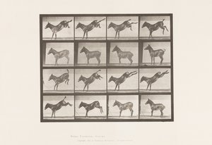 Planche 658. Mule ; A, ruant ; B, ruant Ruth - Eadweard Muybridge