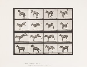 Planche 659. Mule; A, B, Ruant et donnant des coups de pied; Ruth - Eadweard Muybridge