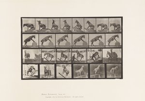 Planche 660. Mule; Performances diverses Denver - Eadweard Muybridge