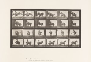 Planche 661. Mule ; A, B, un animal réfractaire Ruth - Eadweard Muybridge