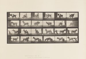 Planche 662. Mule; A, B, Un Animal Réfractaire Denver - Eadweard Muybridge