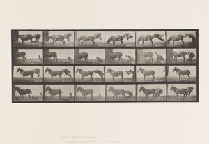 Planche 663. Mule; A, B, Un Animal Réfractaire Denver - Eadweard Muybridge