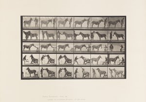 Planche 664. Mule; Diverses performances; à une table, etc. - Eadweard Muybridge
