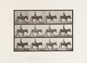 Âne; marchant; sans selle; un garçon chevauchant, Jennie