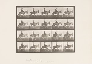 Planche 666. Âne ; Marchant ; Selle ; Une fille chevauchant, zoo - Eadweard Muybridge