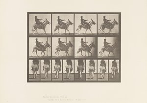 Planche 668. Âne; Amblant; Selle; Un Garçon Montant, Zoo - Eadweard Muybridge