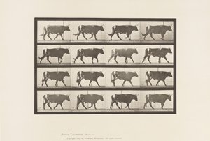 Planche 669. Bœuf marchant - Eadweard Muybridge