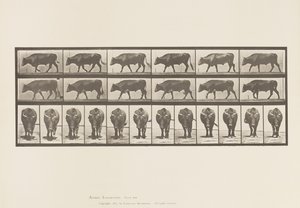 Planche 670. Bœuf; Marchant - Eadweard Muybridge
