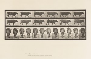 Planche 671. Bœuf; Marchant - Eadweard Muybridge