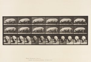 Truie; marchant - Eadweard Muybridge