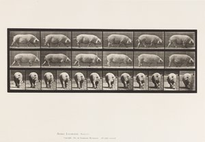 Truie; marchant - Eadweard Muybridge