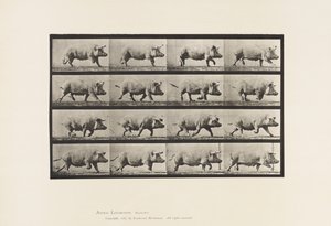 Planche 675. Truie trottant - Eadweard Muybridge