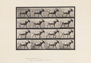 Chèvre; marchant - Eadweard Muybridge