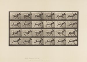 Planche 679. Chèvre; Galopant - Eadweard Muybridge