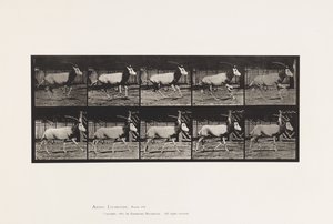 Planche 680. Oryx; Galopant - Eadweard Muybridge