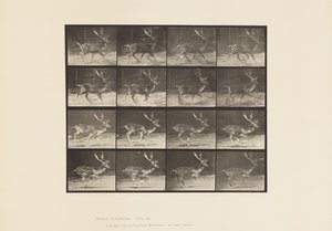 Daim; mâle; A, trottant; B, galopant - Eadweard Muybridge