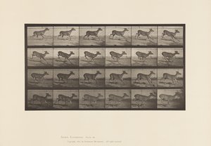 Cerf de Virginie; (sans bois); mâle; galopant - Eadweard Muybridge