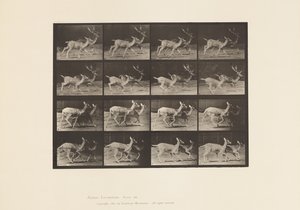 Daim; A, mâle et femelle; B, deux femelles; trottant - Eadweard Muybridge