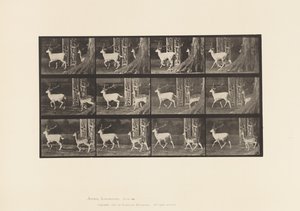 Daim; mâle et femelle; trottant - Eadweard Muybridge