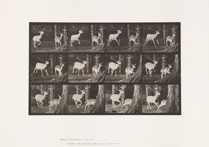 Planche 686. Daim; Cerf et biche; Galopant - Eadweard Muybridge