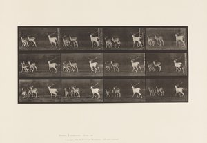 Planche 687. Daim; Cerf et groupe de biches; Galopant - Eadweard Muybridge
