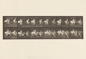 Planche 688. Daim ; Bouc et groupe de biches ; Galopant - Eadweard Muybridge