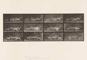 Planche 690. Daim; Cerf et groupe de biches; Divers mouvements - Eadweard Muybridge