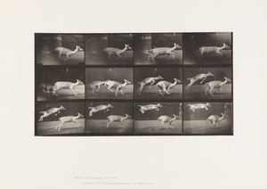 Planche 691. Daim; Biche; Galopant; et Faon; Sautant - Eadweard Muybridge