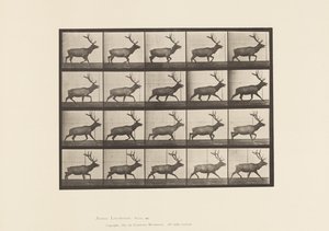 Planche 692. Élan, trottant - Eadweard Muybridge