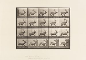 Planche 693. Élan, galopant - Eadweard Muybridge