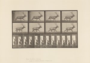Planche 694. Élan, Galopant - Eadweard Muybridge