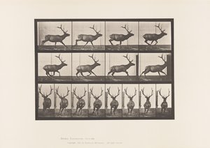 Planche 695. Élan, Galopant - Eadweard Muybridge