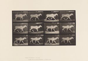 Planche 696. Éland, Trottant - Eadweard Muybridge