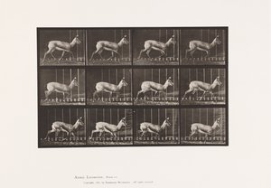 Planche 697. Antilope; Trottant - Eadweard Muybridge