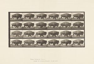 Buffle; marchant - Eadweard Muybridge