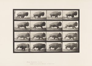 Buffle; galopant - Eadweard Muybridge