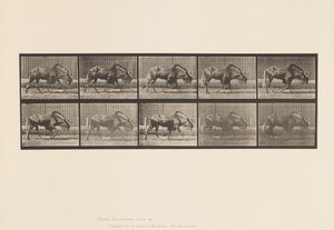 Planche 701. Gnou; Marchant - Eadweard Muybridge