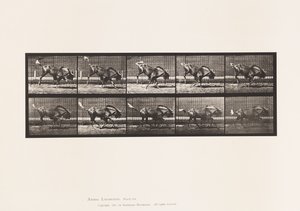 Planche 702. Gnou ; Ruant et galopant - Eadweard Muybridge