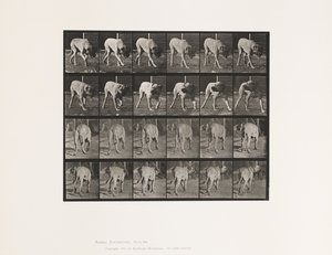 Planche 703. Chien; Marchant; Mâtin Interrompu - Eadweard Muybridge