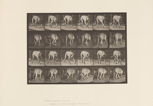 Planche 704. Chien; Marchant; Mâtin - Eadweard Muybridge