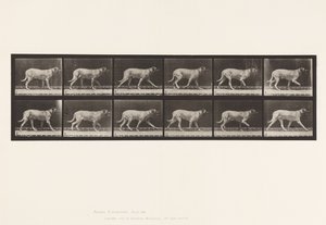 Planche 706. Chien; Trottant; Mastiff - Eadweard Muybridge