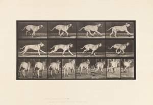 Planche 707. Chien; Galopant; Mastiff - Eadweard Muybridge