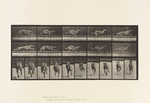 Planche 708. Chien; Galopant; Lévrier de Course Marron - Eadweard Muybridge