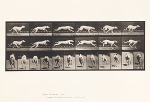 Chien; galopant; lévrier blanc Maggie - Eadweard Muybridge