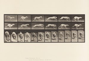 Planche 710. Chien; Galopant; Lévrier Blanc Maggie - Eadweard Muybridge