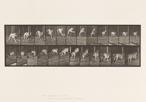 Chien; sautant une haie; mastiff, Dread - Eadweard Muybridge