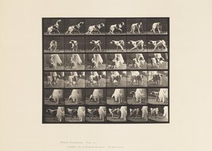 Planche 713. Chien; Se retournant, etc.; Setter Kate - Eadweard Muybridge