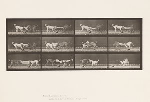 Planche 715. Chiens ; Trois, tirant sur une serviette, Ike, Maggie, etc. - Eadweard Muybridge