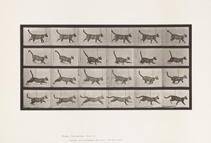 Planche 716. Chat; Marchant, Changeant en Galopant - Eadweard Muybridge